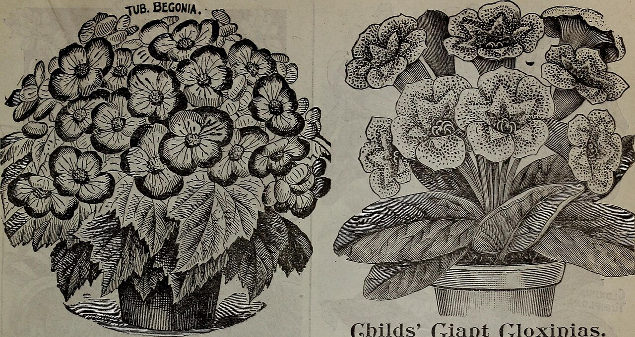 Summer plant and weather observation context for connecting Minor Heat with local clues