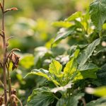 spring solar terms