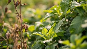 spring solar terms