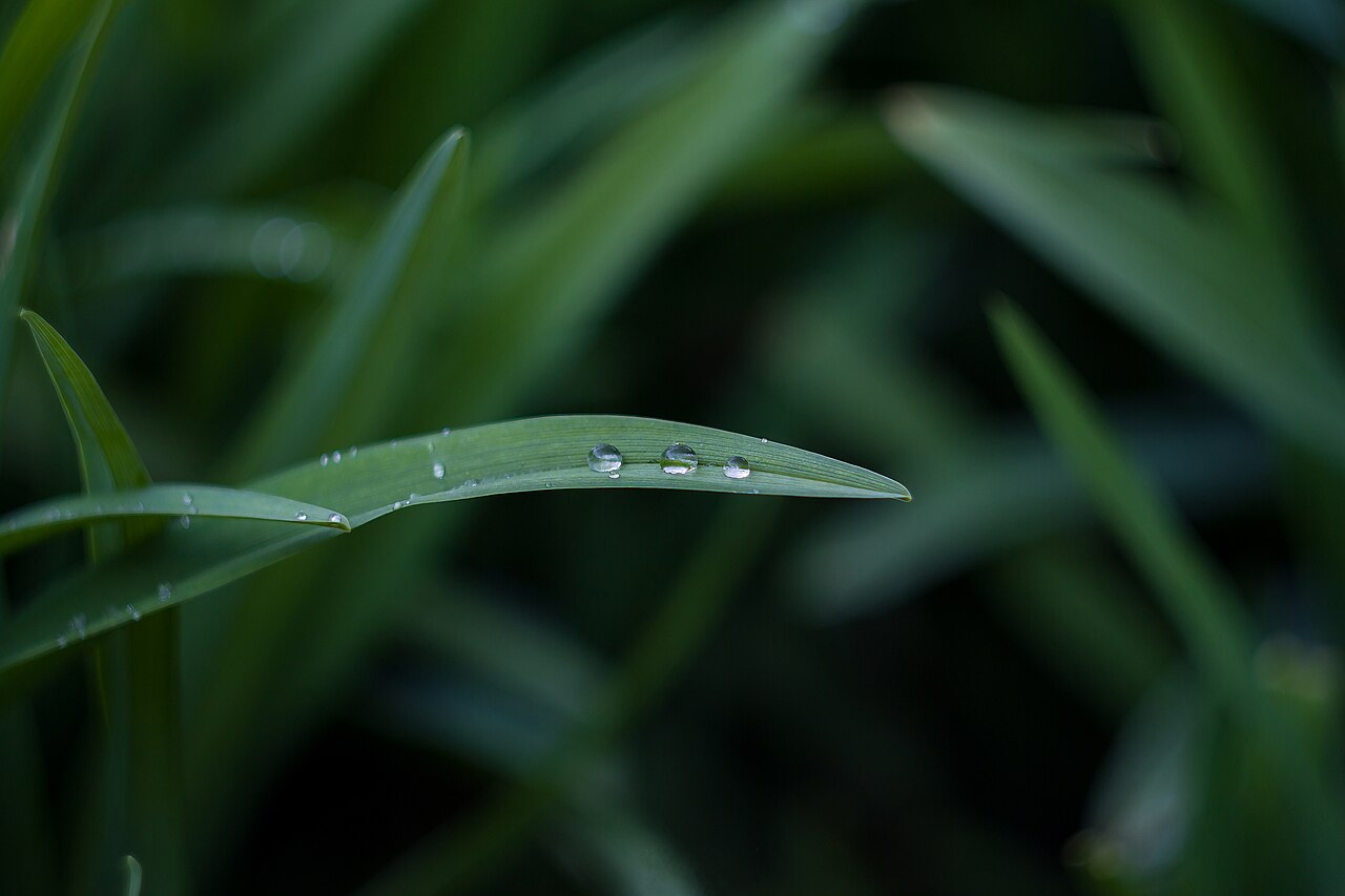 White Dew solar term meaning opening image with morning dew on grass or leaves