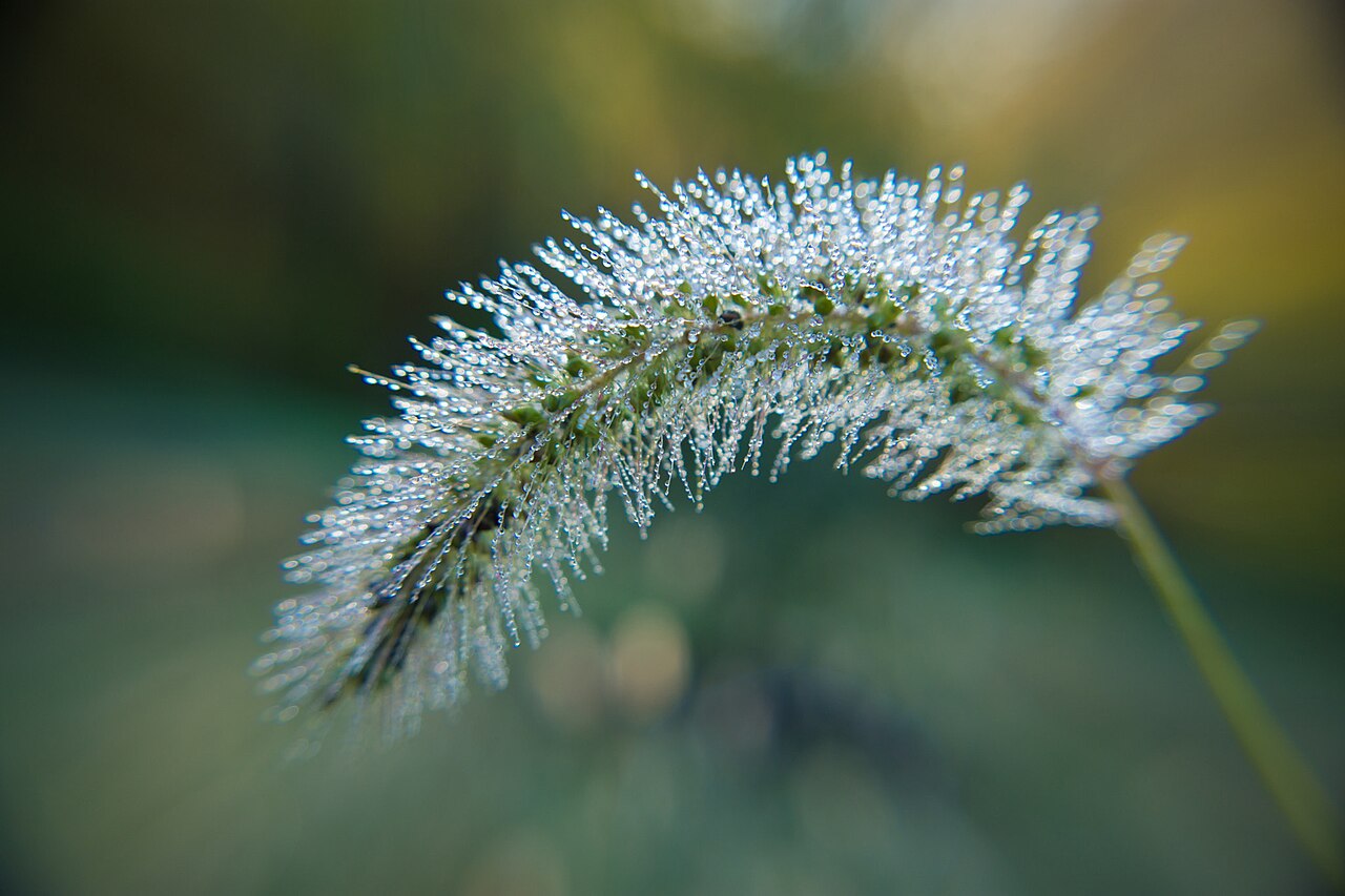Autumn dew context for connecting solar term signs with weather and daily observation