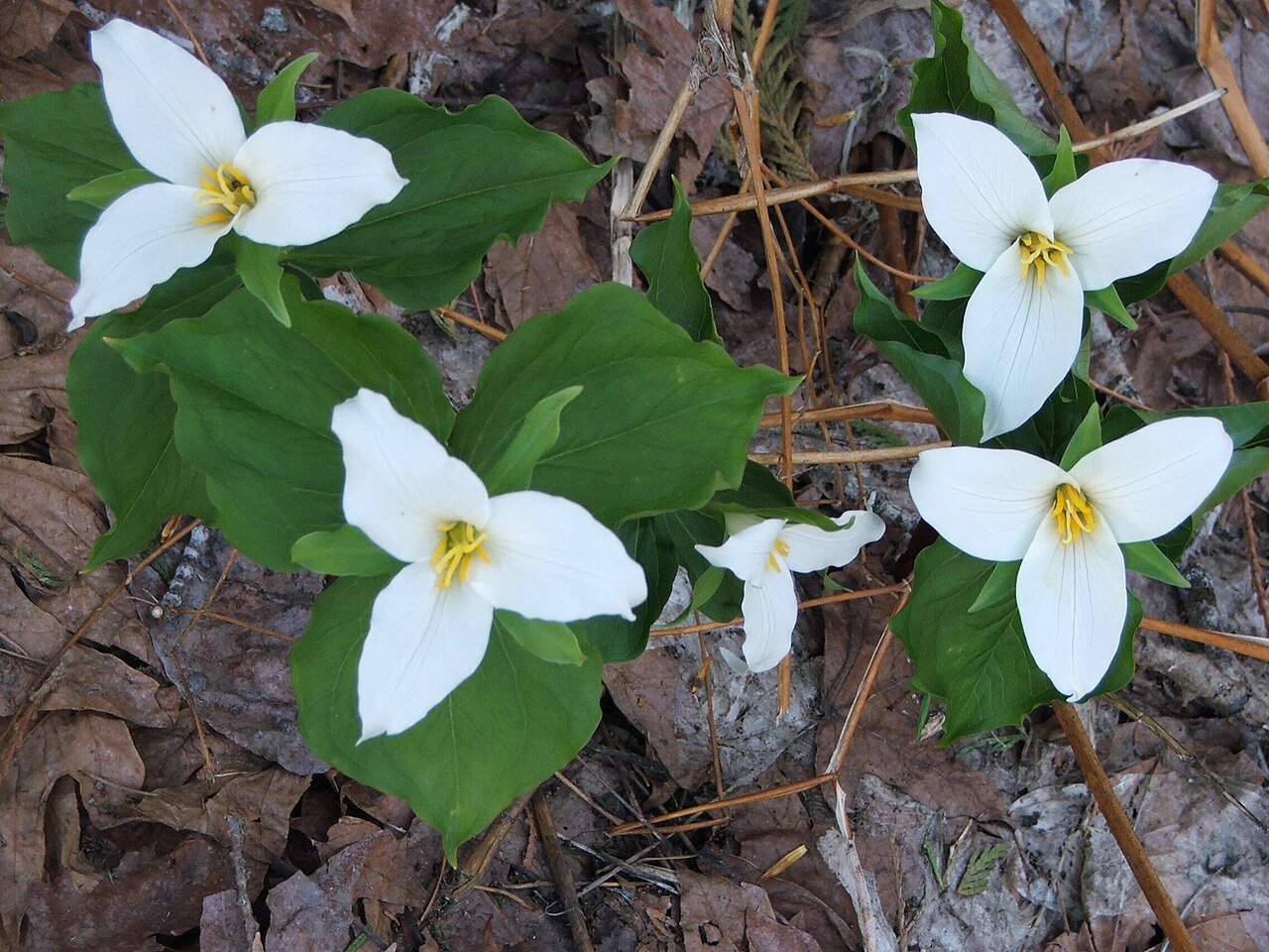 spring flowers China supporting calendar position and daylight balance