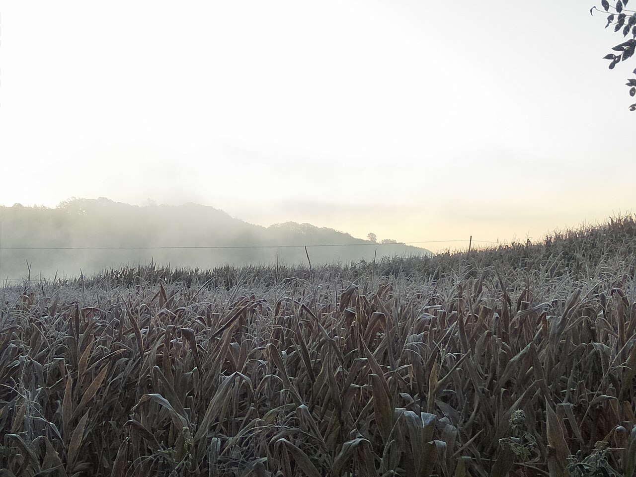 Frost Descent solar term autumn custom scene