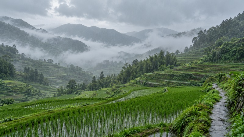 Terraced rice fields in southern China under an early-summer monsoon shower
